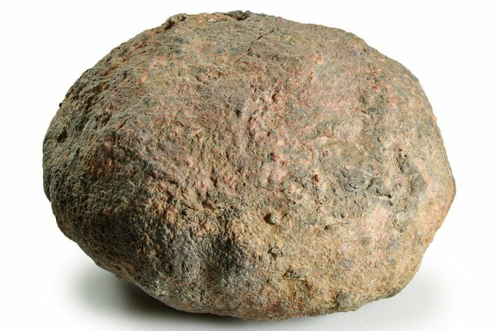 Silurian Fossil Crinoid (Scyphocrinites) Lobolith - Morocco #375283